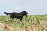 LABRADOR 430